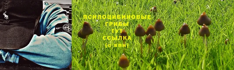 Псилоцибиновые грибы Psilocybine cubensis  Краснокаменск 